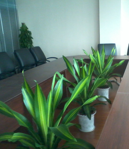 会议室绿植